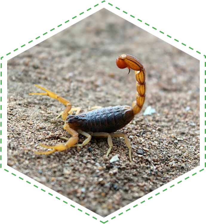 A scorpion is crawling on the ground.