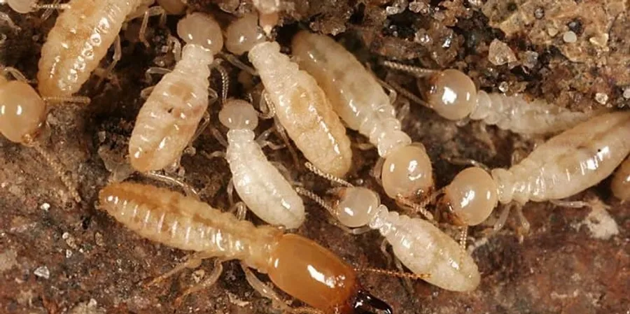 A group of termites that are sitting in the dirt.